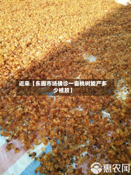 近来【东圃市场确诊一亩桃树能产多少桃胶】-第3张图片